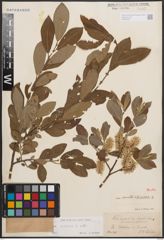 Foto von Salix cinerea L.